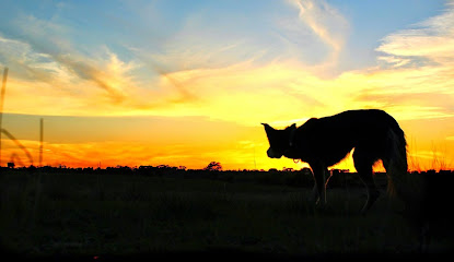 Diggers Herding & K9 Education