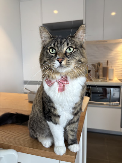 All Fluff Pet Grooming