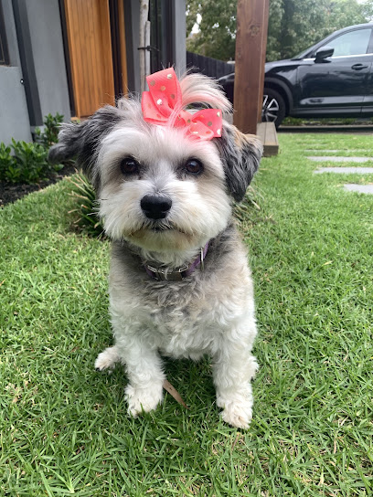 Shaggy Tails Dog Grooming