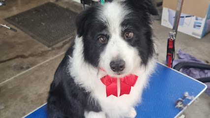 E.M’s Dog Grooming