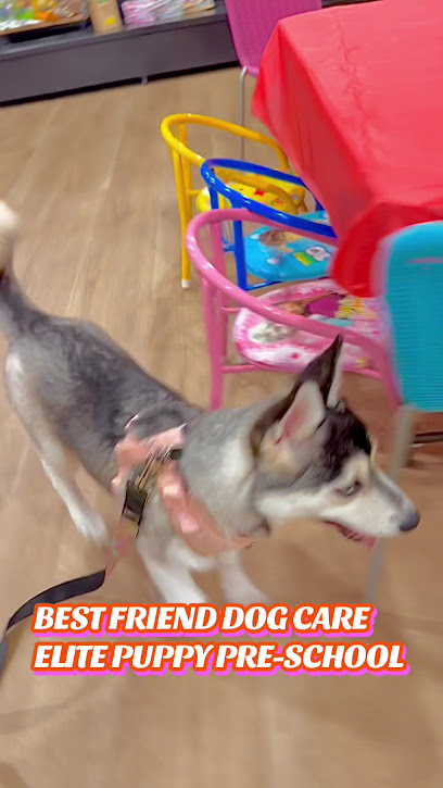 Best Friend Dog Care