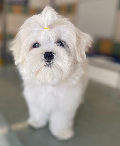 Tails Wil Wag Grooming Salon