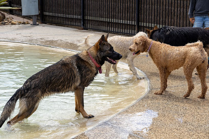 German Shepherd K9 Training