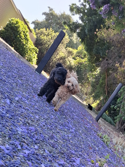 Dog Heaven