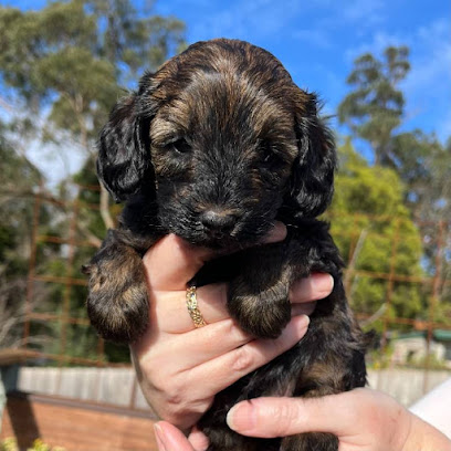 Mountain Ash Labradoodles