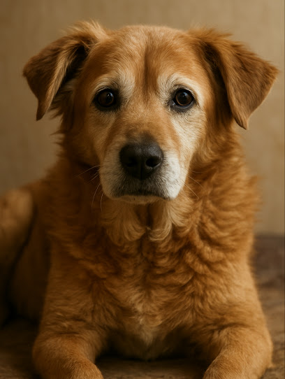 Paws4life WA (At Home Pet Euthanasia Perth-Mandurah-Bunbury)