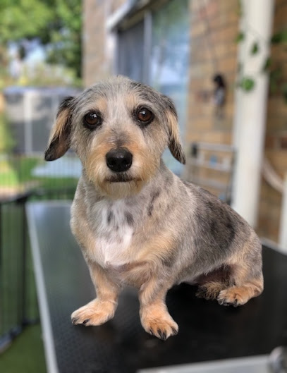 Pamper My Pal Dog Grooming