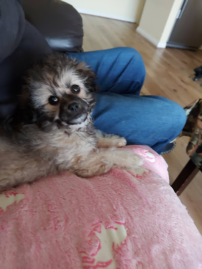 Doreen Dog Grooming