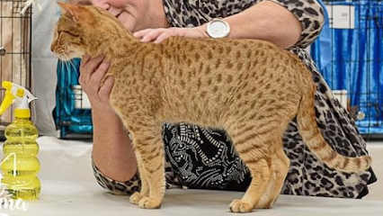Jasmarez Breeding Cats & Cattery Visits Strictly Appointment Only Toygers, Ocicats, Cheetohs & Bengals