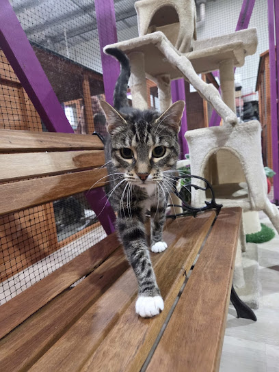 4Paws Cattery