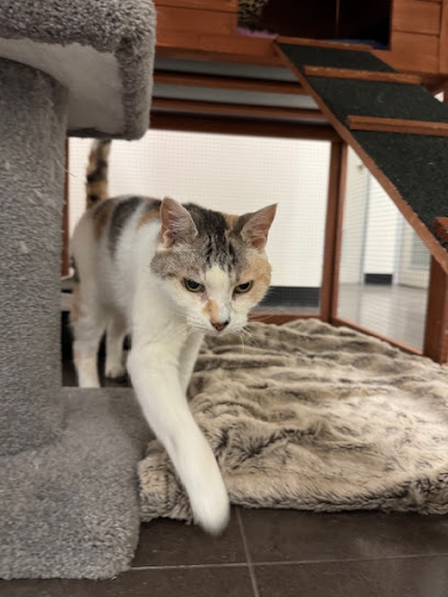 Cat Napping – Coburg
