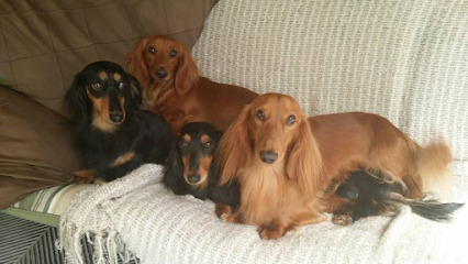 Shannon Canine Boutique – Dog Grooming