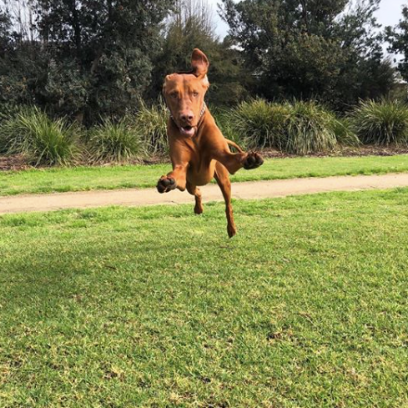 Chloe’s Canine Co