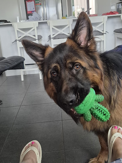 Precision K9 Training