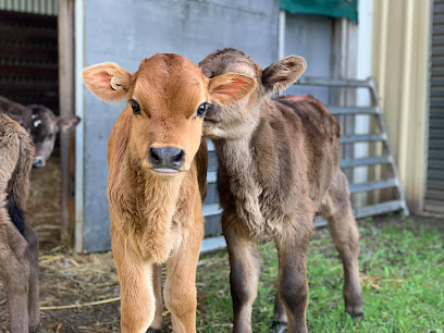 Til The Cows Come Home