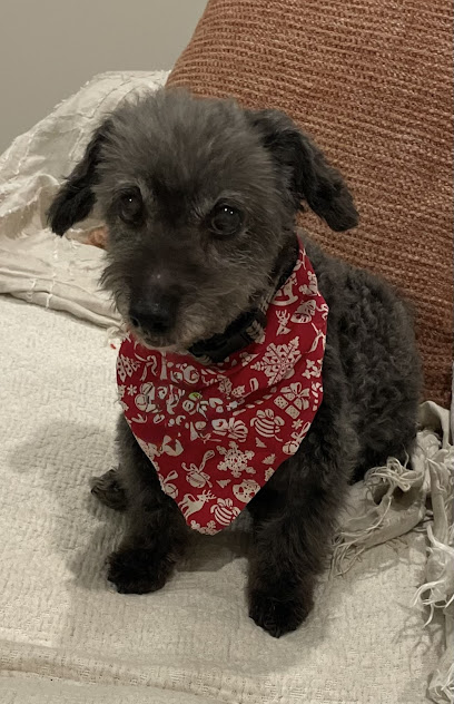 Diva Dogs Dog Grooming