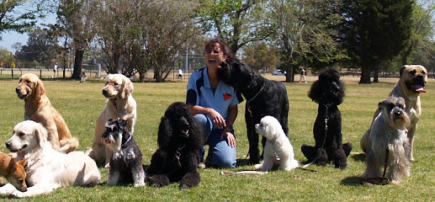 D.O.G.S. of Vic