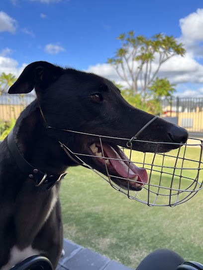 Mad Chasing Greyhound Adoptions