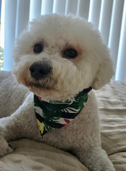 4 Paws Spa