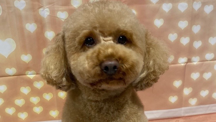 Puppies inc dog salon