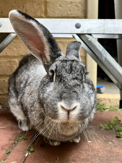 The Bunny Barber Rabbit Grooming & Boarding