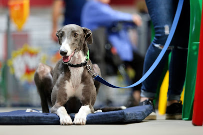 Greyhounds As Pets SA