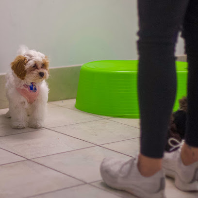 Evervet South Yarra – South Yarra Veterinary Clinic