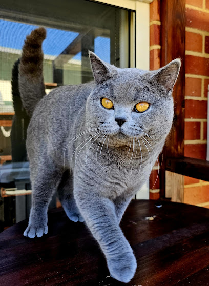 Bells British Shorthair