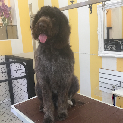 Canterbury Dog Grooming