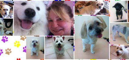 Pawfection Dog Grooming