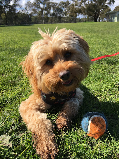 DogzWalkabout Training