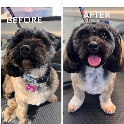 Tidy Tails Mobile Dog Grooming