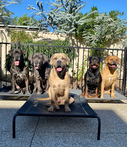 3Ds Dog Training