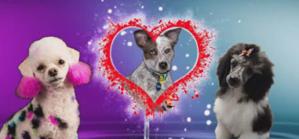 Divine Dog Grooming Salon