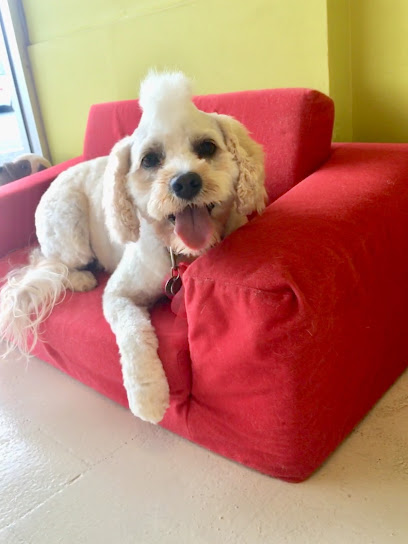 Hound Grooming studio