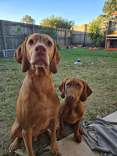 Zafyre Vizslas