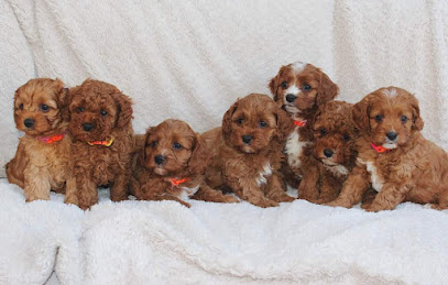 Jonjul Stud Dogs – Melbourne