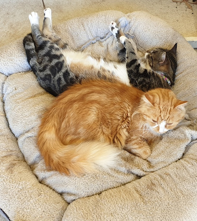 Payneham Veterinary Centre