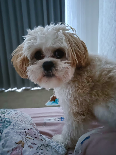 Wags Dog Grooming Services