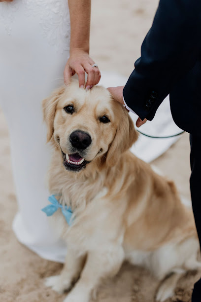 Groom Your Damn Dog