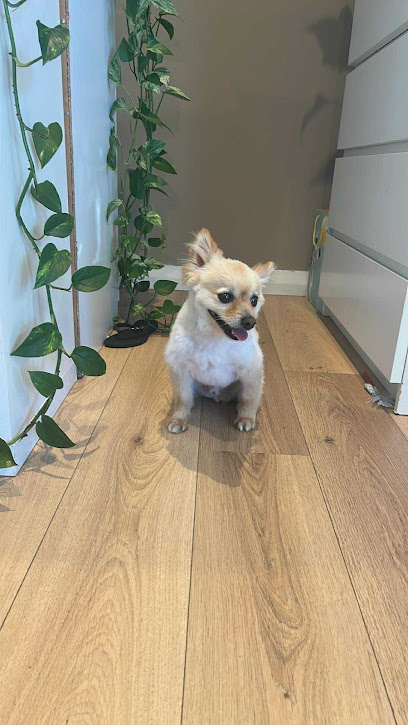 A1K9 Grooming Salon