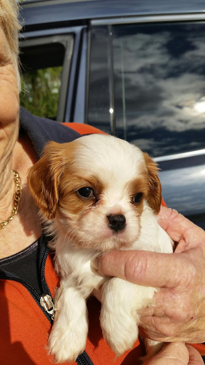 Angle Vale Kennels