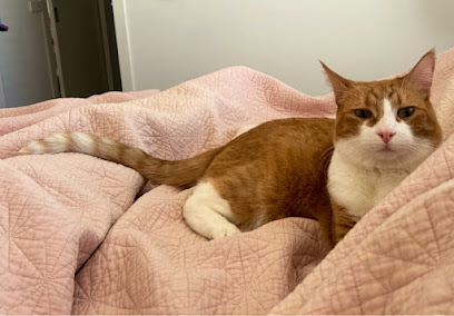Urban Feline Australia Cat Rescue & Rehoming Service