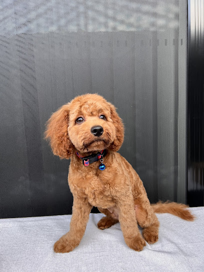 Miss Sunshine Dog Grooming Salon