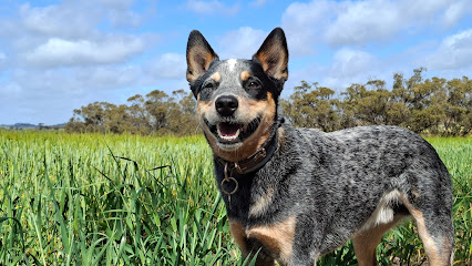 Canine Country Club