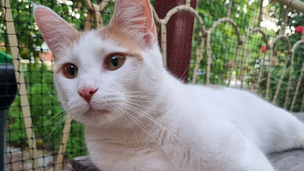 Kittysafe