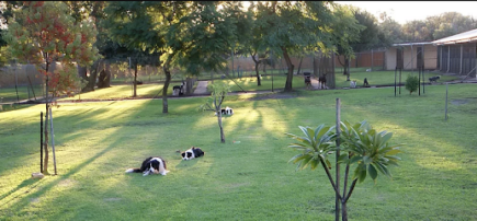 Appy Kennels & Creche