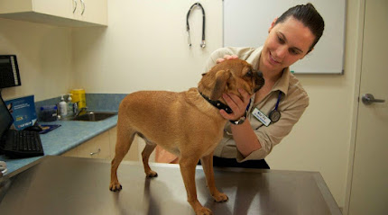Our Vet Mornington