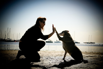 How To Train a Dog