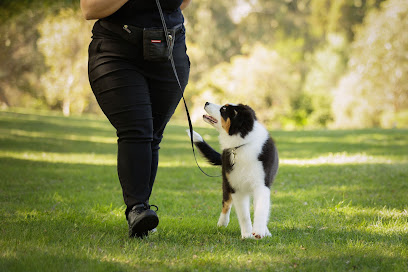 Paws Adventure